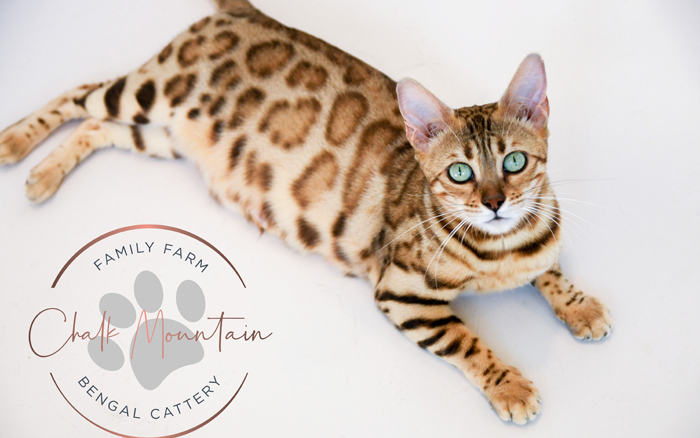 beautiful bengal kitten texas